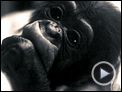 Project Nim Trailer OV