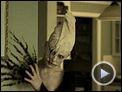 Krieger des Lichts Trailer DF