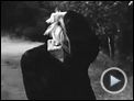 Shit Year Trailer DF
