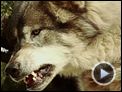 Wolf Town Trailer OV