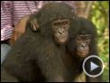 Benny - Allein im Wald Trailer OV