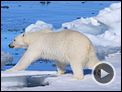 To the Arctic 3D Trailer OV