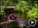 Born to Be Wild Trailer OV