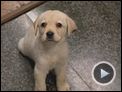 Ein Hund namens Quill Trailer OV