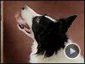 Cooper - Eine wundervolle Freundschaft Trailer OV