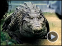 The Million Dollar Crocodile Teaser OV