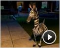 Madagascar Trailer DF
