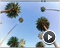 Beverly Hills Chihuahua Teaser DF