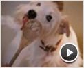 Das Hundehotel Trailer DF