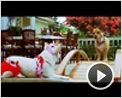 Beverly Hills Chihuahua Trailer (2) DF