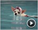 Beverly Hills Chihuahua Videoclip (2) DF