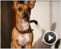 Beverly Hills Chihuahua Videoclip (3) DF