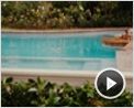Beverly Hills Chihuahua Videoclip (4) DF