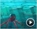 Ponyo - Das große Abenteuer am Meer Trailer OV
