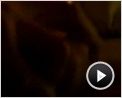 Tödliche Affären Trailer (2) DF