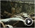 Robin Hood Trailer (2) DF