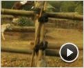 Buddha's Lost Children Trailer DF