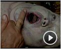 Der Name der Rose Trailer DF