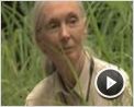 Jane's Journey - Die Lebensreise der Jane Goodall Trailer OV