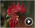 Die wilde Farm Trailer DF
