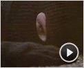 Die Stunde der Patrioten Trailer DF
