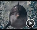 Mein Freund, der Delfin Videoclip DF