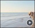 Bilder : Marley & ich Trailer DF