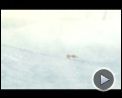 Bilder : Ice Age 3 - Die Dinosaurier sind los Teaser DF