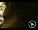 Bilder : Wo die wilden Kerle wohnen Trailer (2) DF