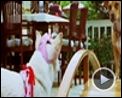 Bilder : Beverly Hills Chihuahua Trailer DF