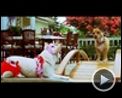 Bilder : Beverly Hills Chihuahua Trailer (2) DF