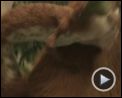 Bild zum Film : Ice Age 3 - Die Dinosaurier sind los Videoclip (4) DF