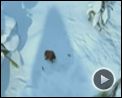 Bild zum Film : Ice Age 3 - Die Dinosaurier sind los Videoclip (6) DF