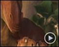 Bild zum Film : Ice Age 3 - Die Dinosaurier sind los Videoclip (7) DF
