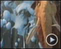 Bild zum Film : Ice Age 3 - Die Dinosaurier sind los Videoclip (8) DF