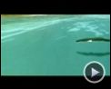 Bilder : Spirit - Der wilde Mustang Trailer DF