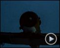 Bilder : Das Boot Trailer OV