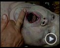 Bilder : Der Name der Rose Trailer DF