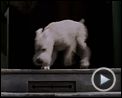 Bilder : Die Abenteuer von Tim und Struppi - Das Geheimnis der Einhorn Teaser DF