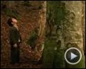 Bild zum Film : Bal - Honig Trailer OV