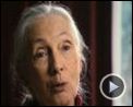 Bilder : Jane's Journey - Die Lebensreise der Jane Goodall Trailer DF