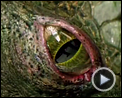 Bilder : The Amazing Spider-Man Teaser OV