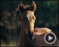 Bild zum Film : Gefährten Trailer DF