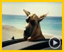 Bild zum Film : Marmaduke Trailer