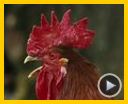 Bild zum Film : Die wilde Farm Trailer DF