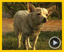 Bilder : Beverly Hills Chihuahua 2 Trailer OV