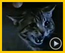 Bilder : Katzenauge Trailer OV