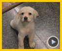 Bilder : Ein Hund namens Quill Trailer OV