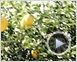 Lemon Tree Trailer DF