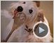 Das Hundehotel Trailer DF
